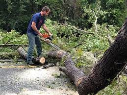 Trusted La Grande, OR  Tree Services Experts